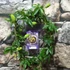 Kép 2/4 - Passiflora caerulea / kék golgotavirág karikára futtatva