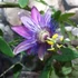 Kép 4/6 - Passiflora 'Amethyst'   - karikára futtatva