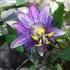 Kép 5/6 - Passiflora 'Amethyst'   - karikára futtatva