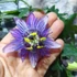 Kép 6/6 - Passiflora 'Amethyst'   - karikára futtatva