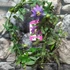 Kép 2/6 - Passiflora 'Amethyst'   - karikára futtatva