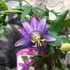 Kép 3/6 - Passiflora 'Amethyst'   - karikára futtatva