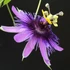 Kép 1/6 - Passiflora 'Amethyst'   - karikára futtatva