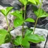 Kép 3/5 - Passiflora incarnata Cooltropics ’Eia Popeia’ - télálló Maracuja