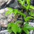 Kép 4/5 - Passiflora incarnata Cooltropics ’Eia Popeia’ - télálló Maracuja