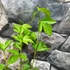 Kép 5/5 - Passiflora incarnata Cooltropics ’Eia Popeia’ - télálló Maracuja