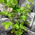 Kép 5/5 - Passiflora incarnata Cooltropics ’Snowstar’ - télálló Maracuja