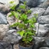 Kép 3/5 - Passiflora incarnata Cooltropics ’Snowstar’ - télálló Maracuja
