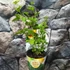 Kép 2/5 - Passiflora incarnata Cooltropics ’Snowstar’ - télálló Maracuja