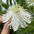Kép 1/5 - Passiflora incarnata Cooltropics ’Snowstar’ - télálló Maracuja