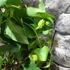 Kép 3/7 - Passiflora Marijke - golgotavirág nagy méretben