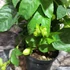 Kép 4/7 - Passiflora Marijke - golgotavirág nagy méretben
