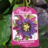 Kép 7/7 - Passiflora Marijke - golgotavirág nagy méretben
