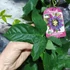 Kép 6/7 - Passiflora Marijke - golgotavirág nagy méretben