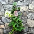 Kép 2/7 - Passiflora Marijke - golgotavirág nagy méretben