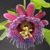 Kép 1/7 - Passiflora Marijke - golgotavirág nagy méretben