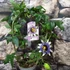 Kép 2/4 - Passiflora 'Damsel's Delight'-karikára futtatva