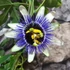 Kép 3/4 - Passiflora 'Damsel's Delight'-karikára futtatva
