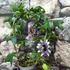 Kép 4/4 - Passiflora 'Damsel's Delight'-karikára futtatva