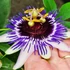 Kép 1/4 - Passiflora 'Damsel's Delight'-karikára futtatva