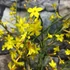 Kép 3/11 - Jasminum nudiflorum - téli jázmin