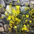 Kép 2/11 - Jasminum nudiflorum - téli jázmin