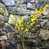 Kép 4/11 - Jasminum nudiflorum - téli jázmin