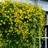 Kép 1/11 - Jasminum nudiflorum - téli jázmin