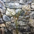 Kép 7/11 - Jasminum nudiflorum - téli jázmin