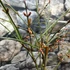 Kép 8/11 - Jasminum nudiflorum - téli jázmin