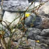 Kép 9/11 - Jasminum nudiflorum - téli jázmin