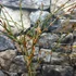 Kép 10/11 - Jasminum nudiflorum - téli jázmin