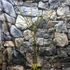 Kép 11/11 - Jasminum nudiflorum - téli jázmin