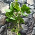 Kép 3/10 - Aristolochia macrophylla – pipavirágú farkasalma