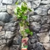 Kép 2/10 - Aristolochia macrophylla – pipavirágú farkasalma