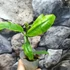 Kép 6/6 - Hoya imperialis 'Red'