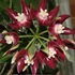 Kép 1/6 - Hoya imperialis 'Red'