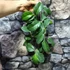 Kép 2/5 - Hoya sp. PNG SV 422