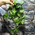 Kép 4/5 - Hoya sp. PNG SV 422