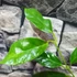 Kép 3/4 - Hoya coriacea
