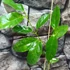 Kép 4/4 - Hoya coriacea