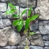 Kép 2/4 - Hoya coriacea