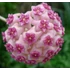 Kép 1/5 - Hoya aldrichii