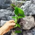 Kép 2/5 - Hoya aldrichii