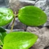 Kép 3/5 - Hoya aldrichii