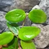 Kép 4/5 - Hoya aldrichii