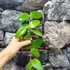 Kép 5/5 - Hoya aldrichii