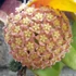 Kép 1/5 - Hoya sp. PNG SV 422