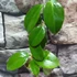 Kép 2/5 - Hoya sp. PNG SV 422