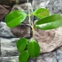Kép 3/5 - Hoya sp. PNG SV 422